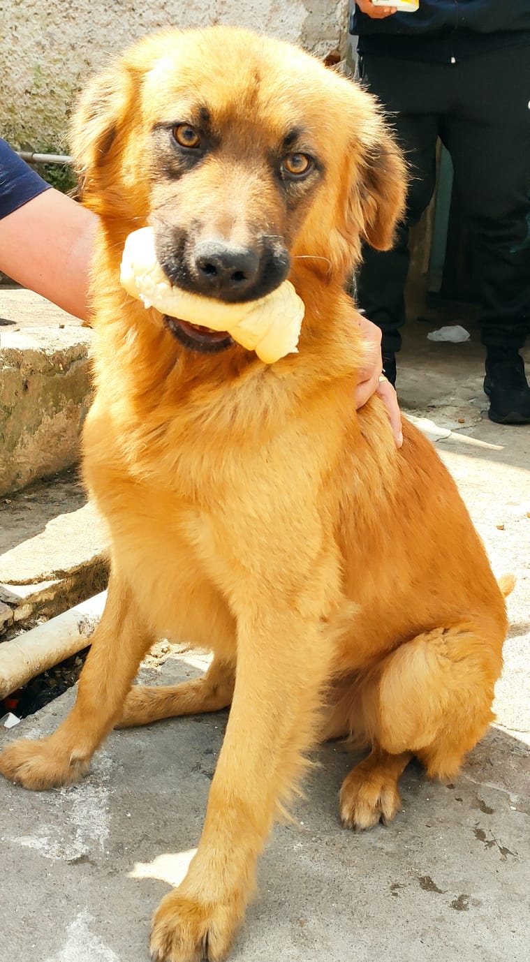 Thor – para adoção